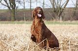 SETTER IRLANDAIS 343